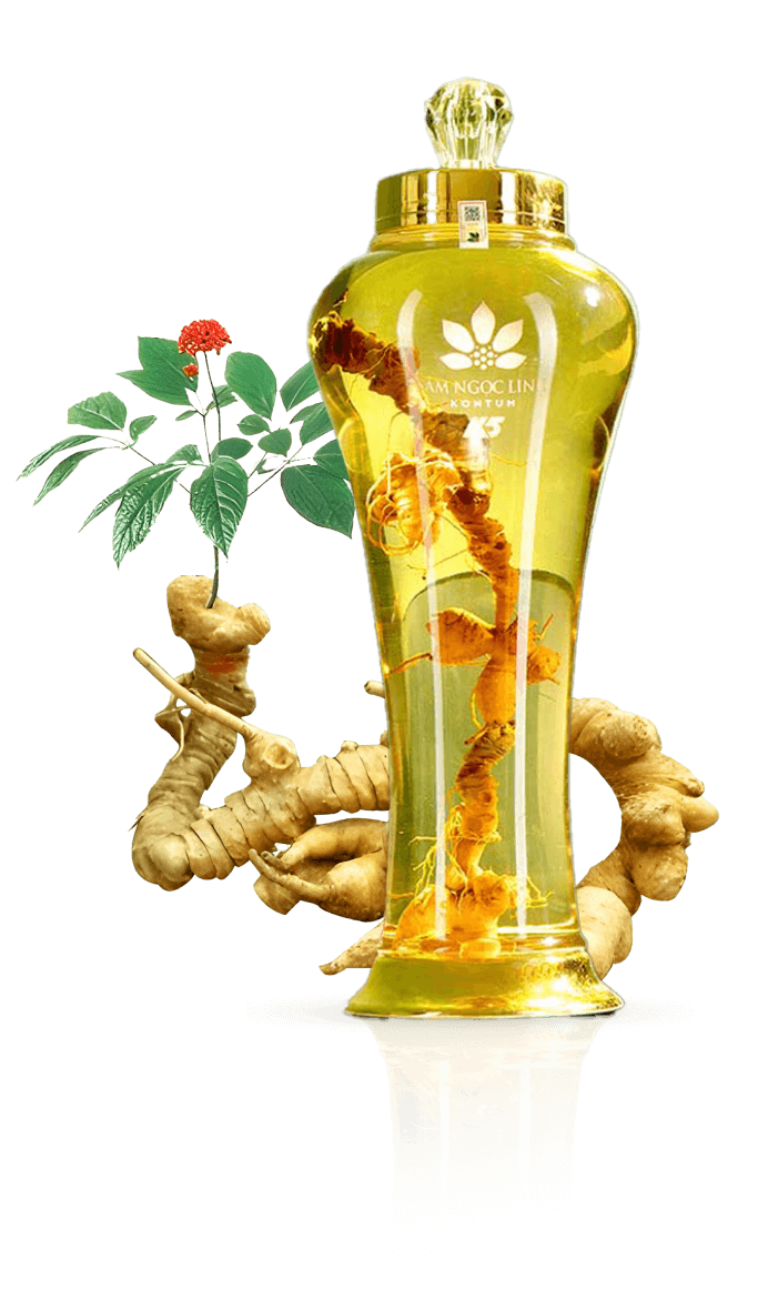 Rượu củ tươi Sâm Ngọc Linh ngâm bình