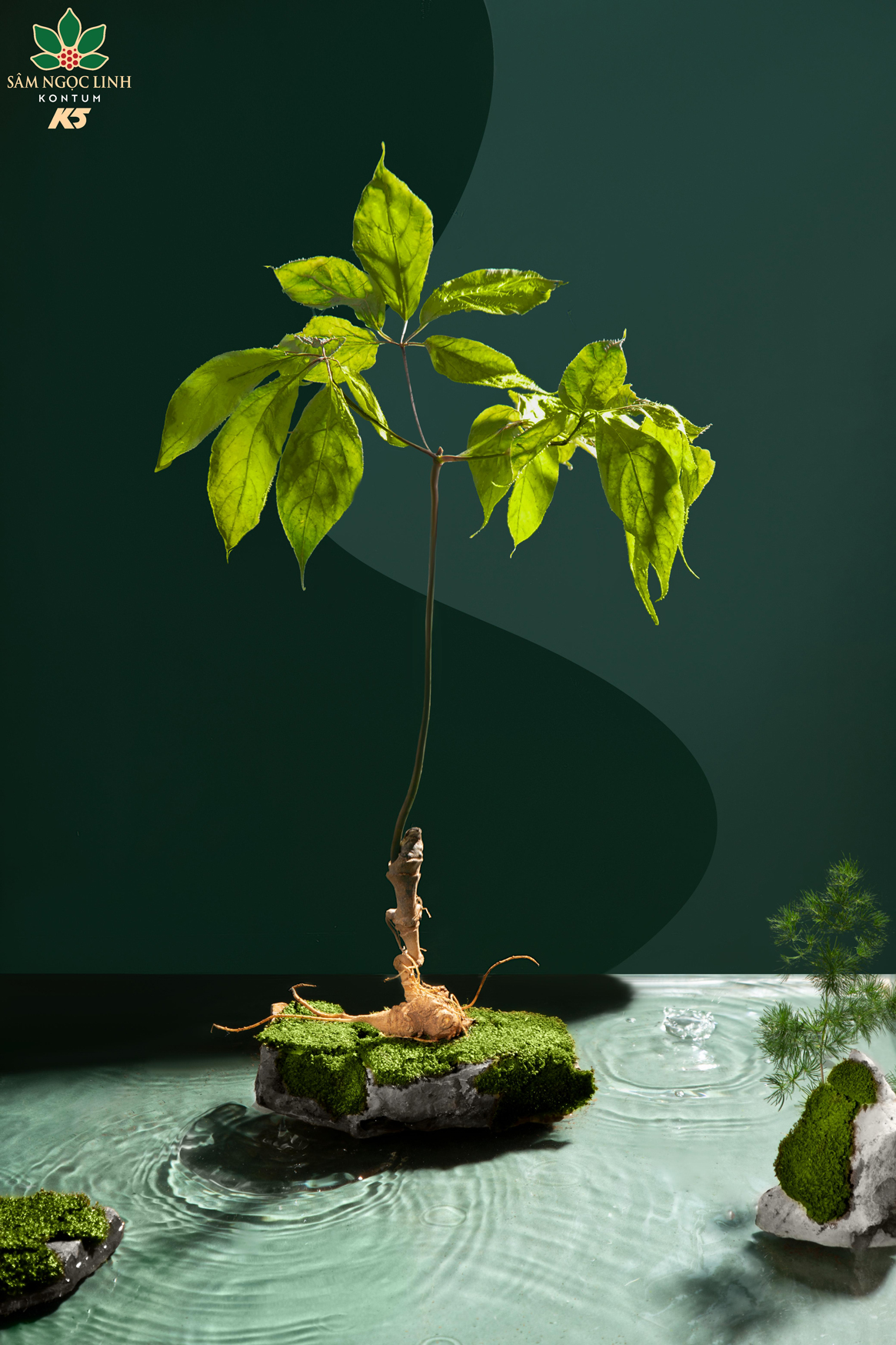 Sâm Ngọc Linh là loài sâm đặc hữu chỉ có tại Việt Nam.