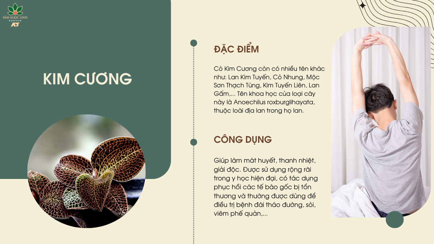  Kim Cương có tác dụng phục hồi các tế bào gốc bị tổn thương và thường được dùng để điều trị bệnh đái tháo đường, sỏi, viêm phế quản,…