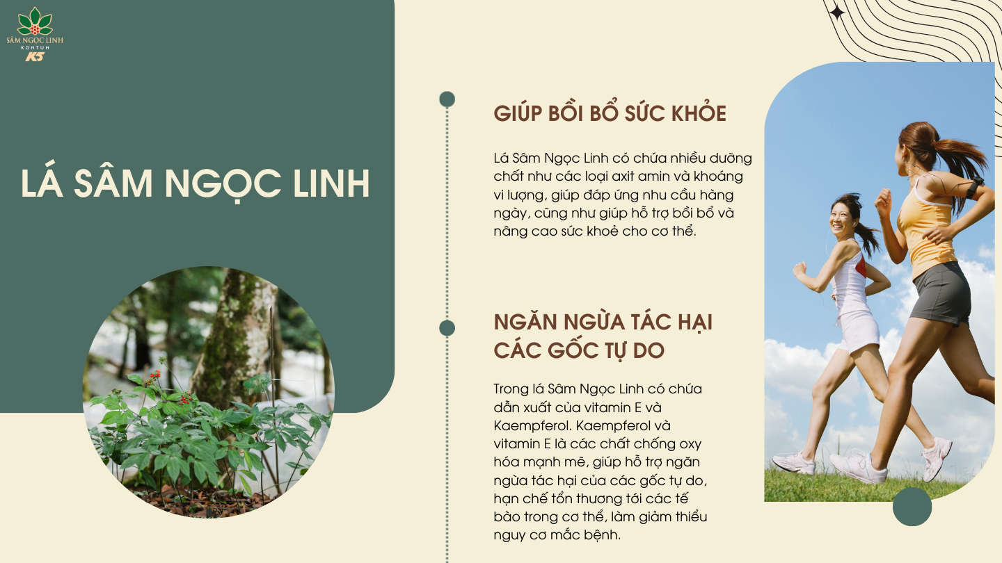  Công dụng của lá Sâm Ngọc Linh với sức khỏe.