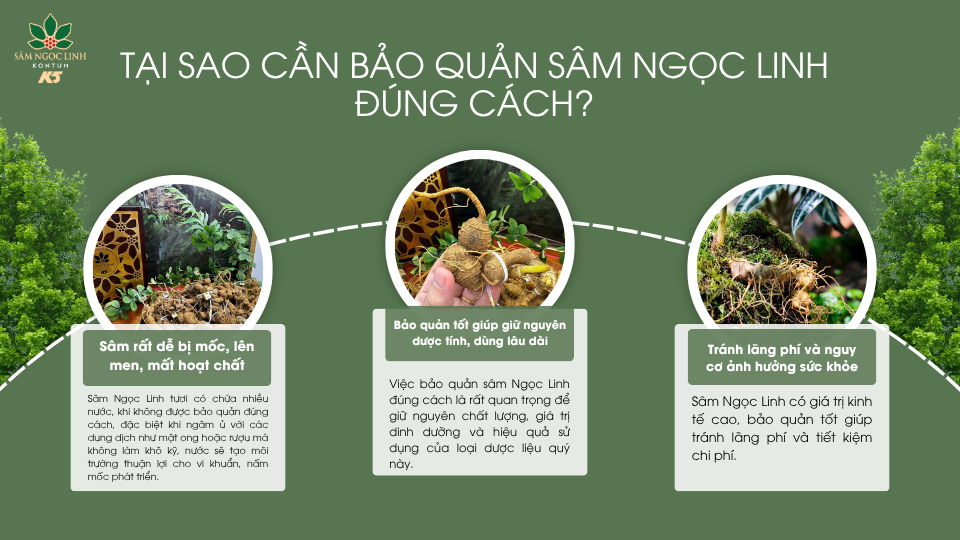 Lý do nên bảo quản sâm Ngọc Linh đúng cách.