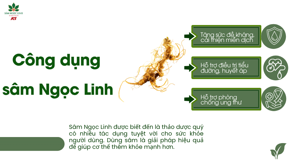 Một số công dụng nổi bật của sâm Ngọc Linh.