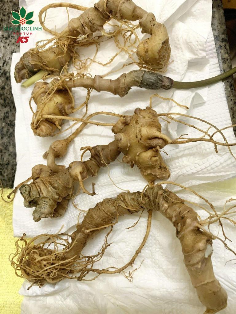 Củ Sâm Ngọc Linh được rửa sạch.