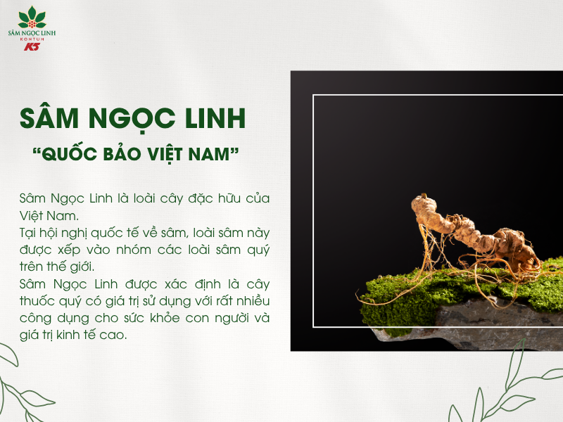 Sâm Ngọc Linh là "Quốc bảo của Việt Nam".