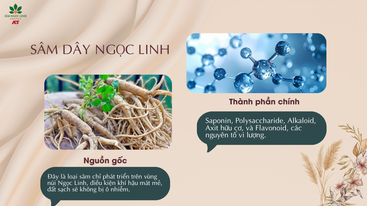 Sâm dây Ngọc Linh và những thông tin có thể bạn chưa biết.