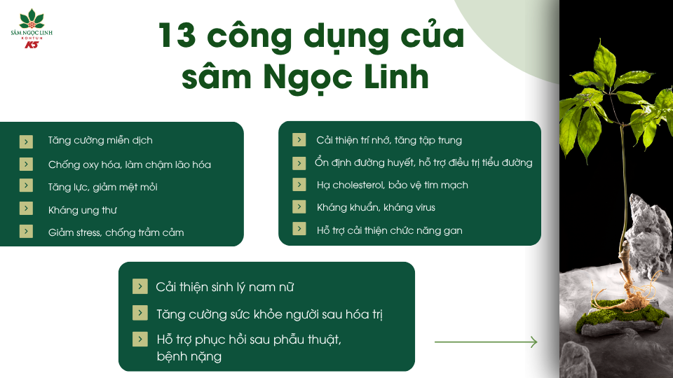 13 công dụng của sâm Ngọc Linh có thể bạn chưa biết.