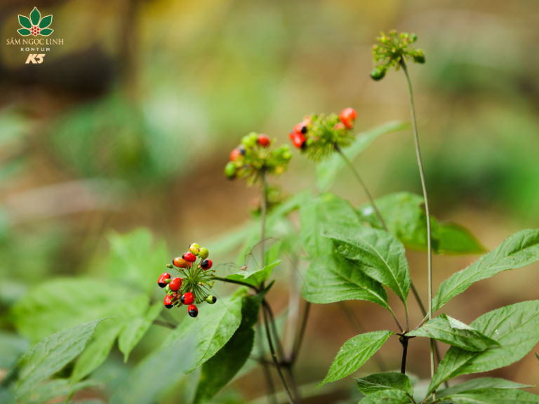 Sâm Ngọc Linh là một trong những thành phần chính của sản phẩm.