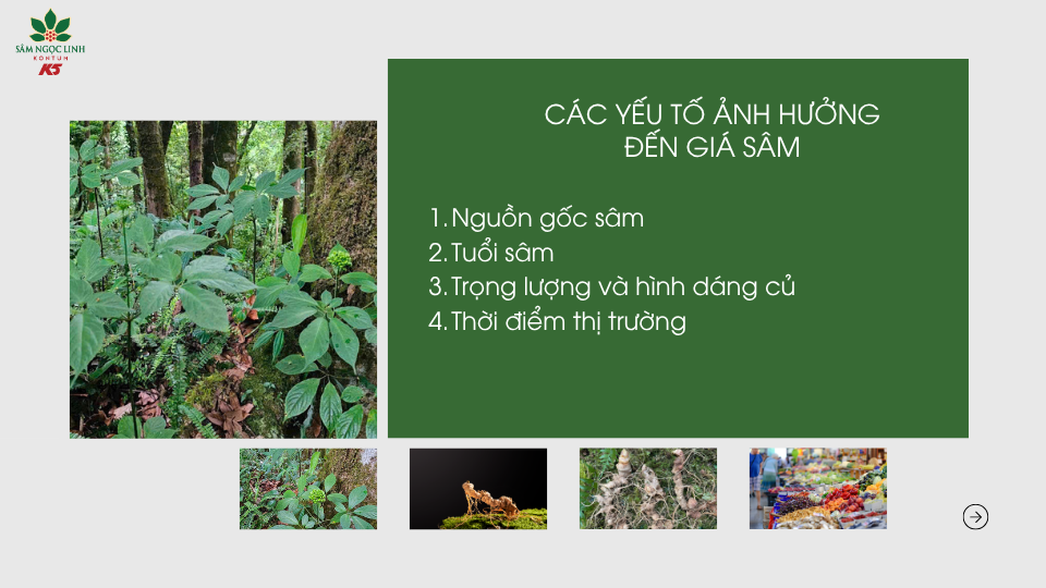 Một số yếu tố ảnh hưởng đến giá sâm Ngọc Linh.
