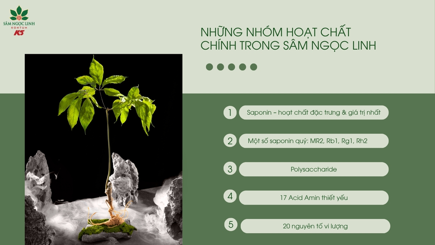 Các nhóm hoạt chất chính có trong sâm Ngọc Linh.