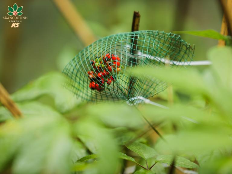  Sâm Ngọc Linh giúp giảm mệt mỏi và lo âu hiệu quả.
