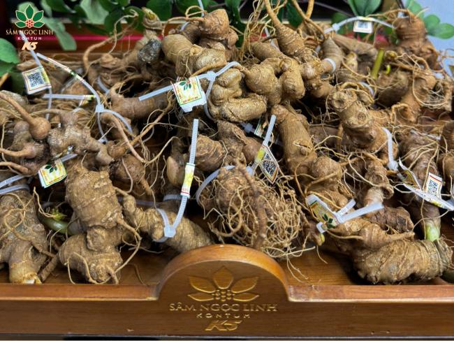 Sâm Ngọc Linh rất phù hợp cho người suy nhược, mệt mỏi và căng thẳng kéo dài.