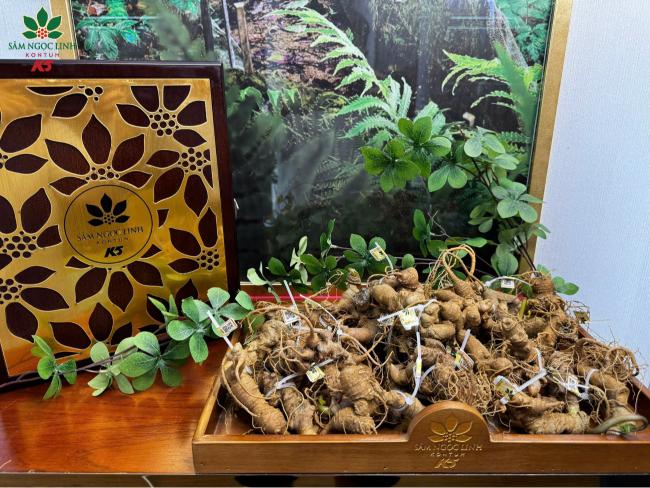 Sâm Ngọc Linh giúp phục hồi năng lượng cho người sử dụng.