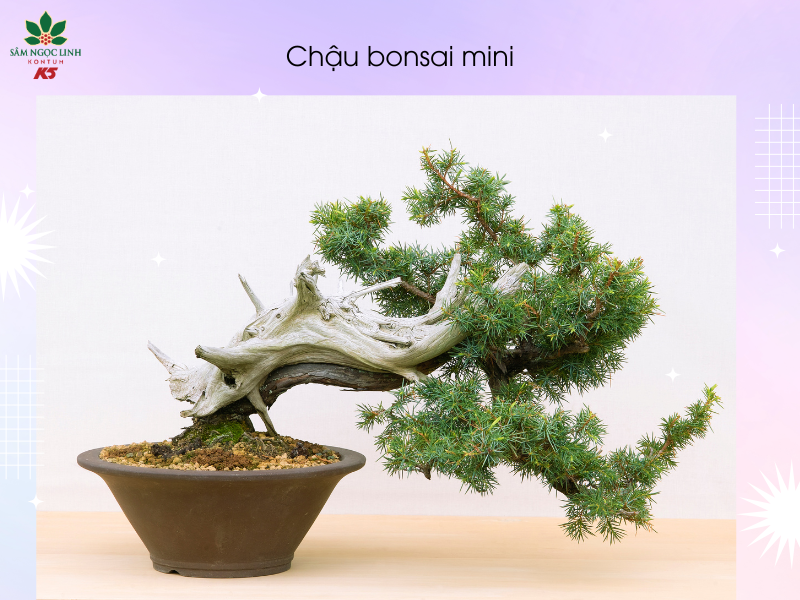 Cây cảnh mini giúp Cha có thời gian thư giãn khi chăm sóc cây cối.