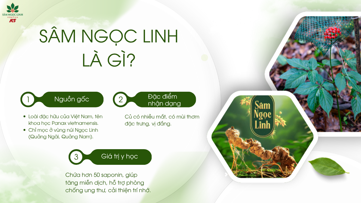 Sâm Ngọc Linh và những thông tin liên quan đến loại sâm này.