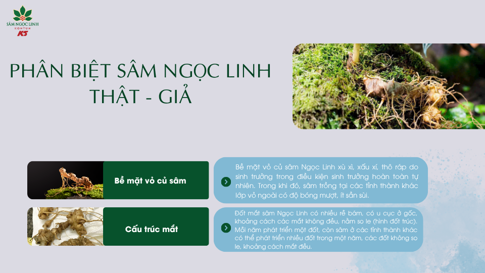 Tham khảo cách phân biệt sâm Ngọc Linh thật và giả.