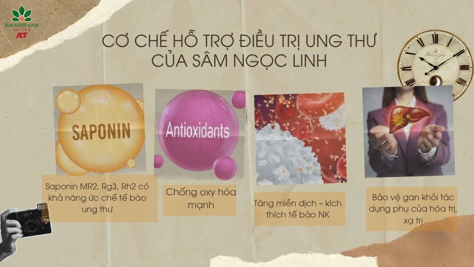 Cơ chế hỗ trợ điều trị ung thư của sâm Ngọc Linh.