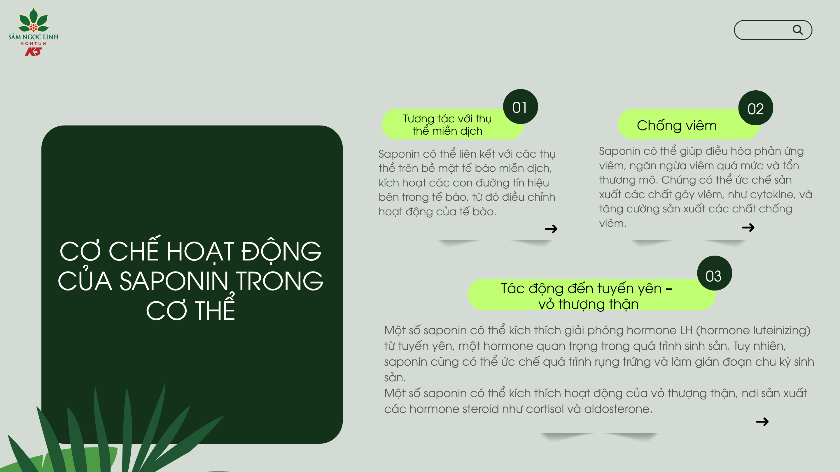 Cơ chế hoạt động của saponin trong cơ thể.