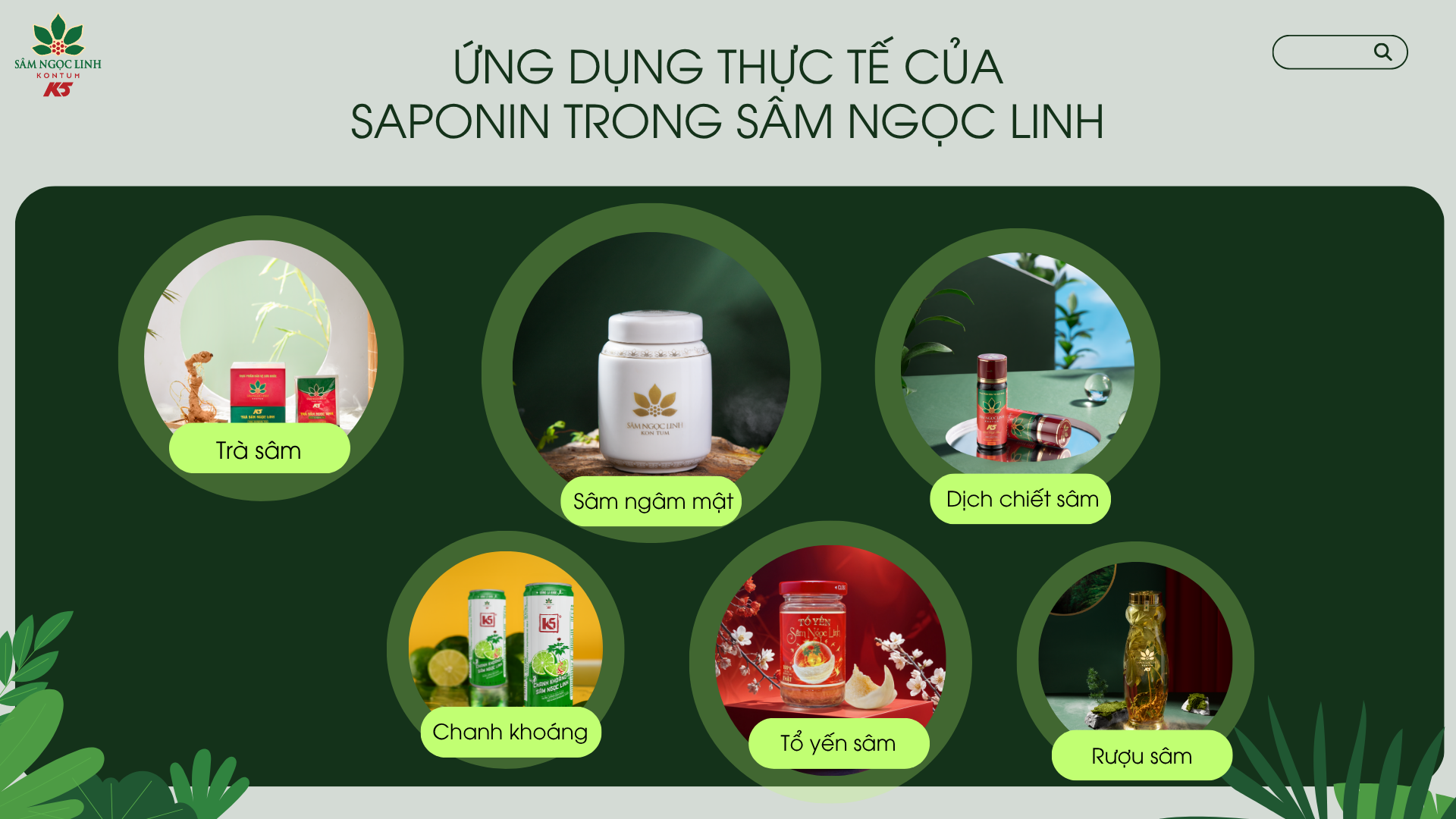 Các ứng dụng thực tế của saponin trong sâm Ngọc Linh.