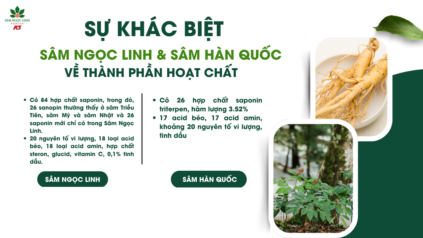 Sự khác biệt giữa sâm Ngọc Linh và sâm Hàn Quốc về thành phần hoạt chất.