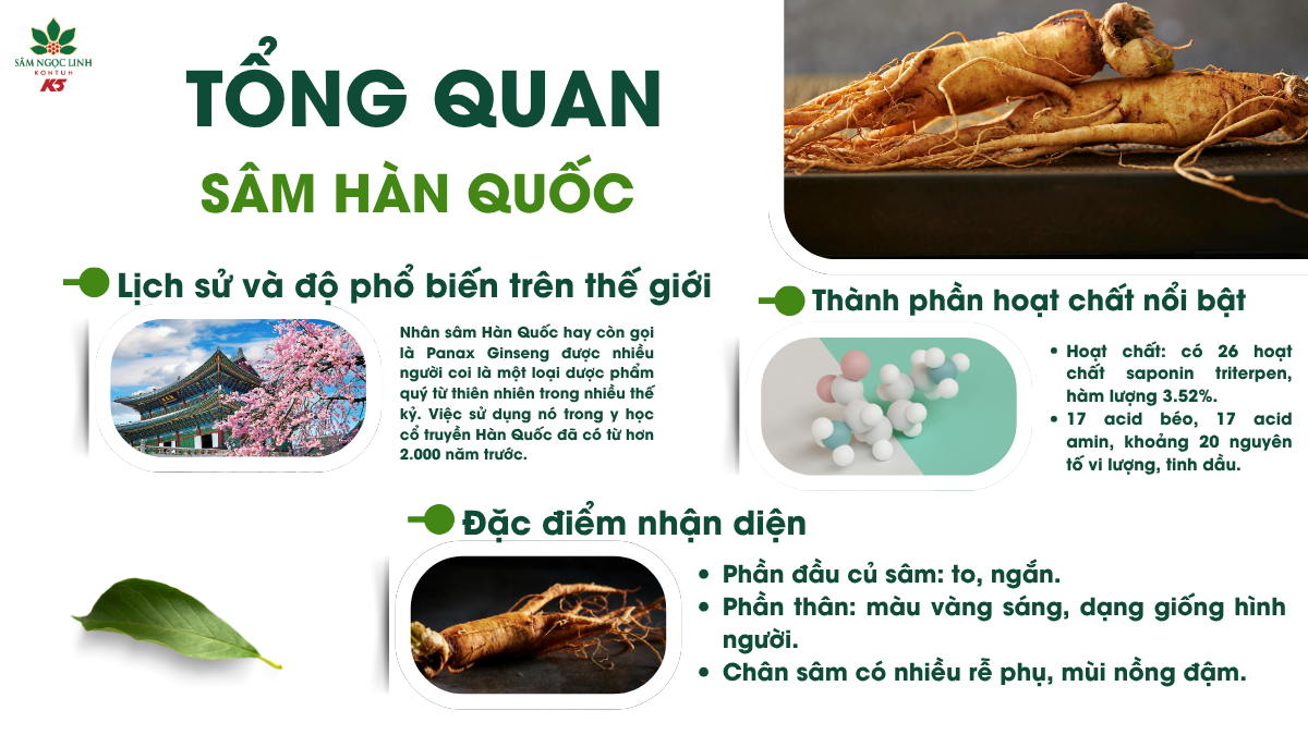 Tổng quan về sâm Hàn Quốc.