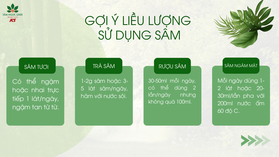 Gợi ý liều lượng sử dụng sâm Ngọc Linh phù hợp và mang lại hiệu quả.