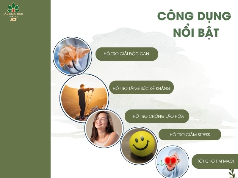Trà Sâm Ngọc Linh K5 có nhiều công dụng có lợi cho sức khỏe.