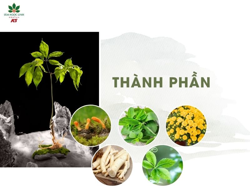 Thành phần của trà Sâm Ngọc Linh K5 là những thảo dược quý từ thiên nhiên.