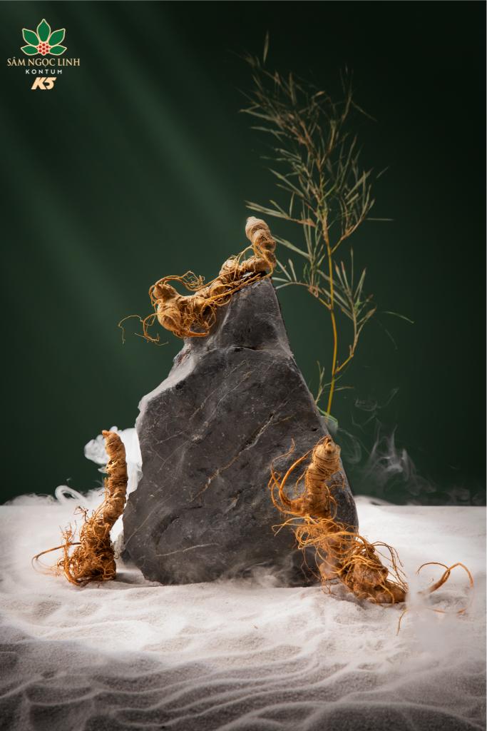 Sâm Ngọc Linh là thảo dược quý hiếm có nhiều công dụng cho sức khỏe người dùng.