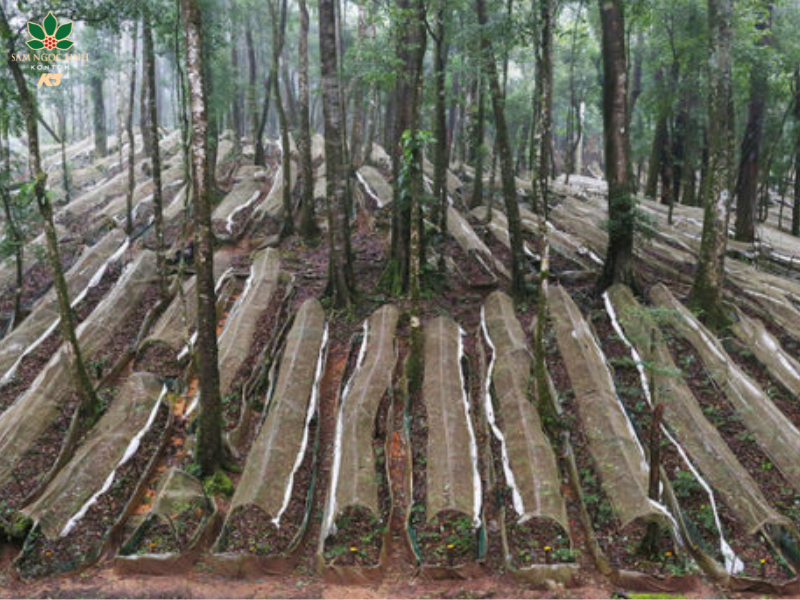 Hệ thống mái che tại vườn sâm.