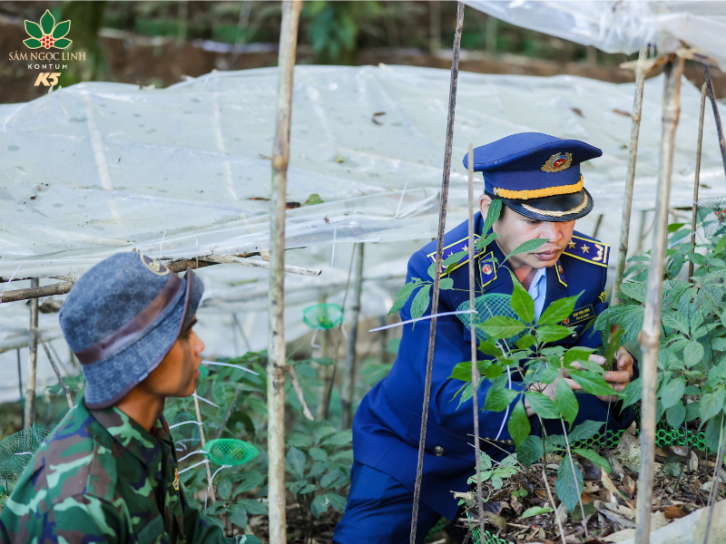   Vườn Sâm Ngọc L:inh còn có tiềm năng để phát triển du lịch, vườn sinh thái.