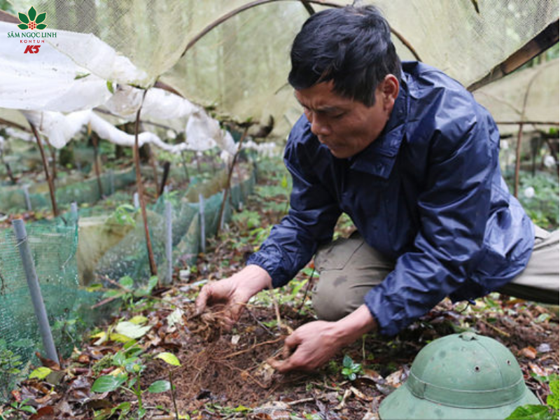Quy trình trồng và chăm sóc Sâm ngọc Linh kỳ công của các công nhân tại vườn Sâm Ngọc Linh K5.