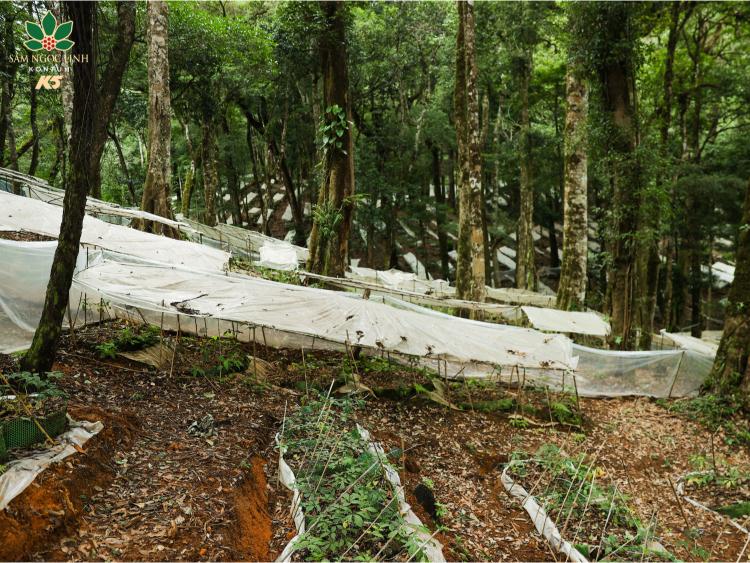  Một số ảnh khác tại vườn sâm.