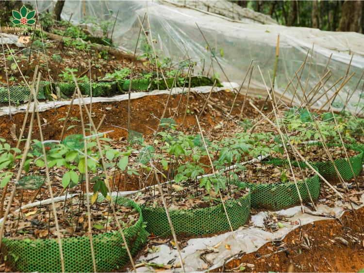  Một số ảnh khác tại vườn sâm.