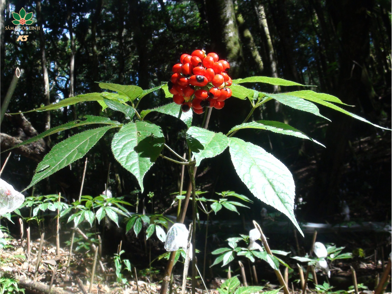 Cây Sâm Ngọc Linh mang nhiều giá trị y học, cải thiện hiệu quả sức khỏe của người dùng.