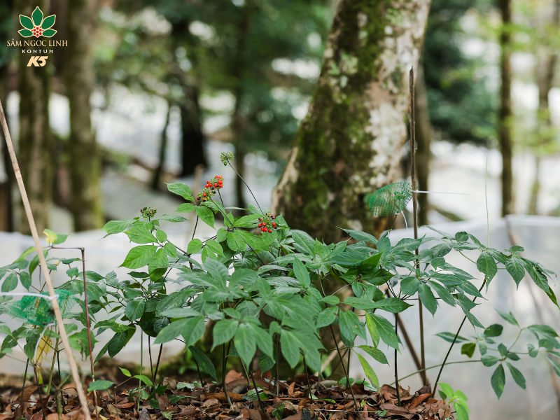  Vườn Sâm Ngọc Linh K5 có vài trò quan trọng trong việc bảo tồn và phát triển Sâm Ngọc Linh hiện nay.