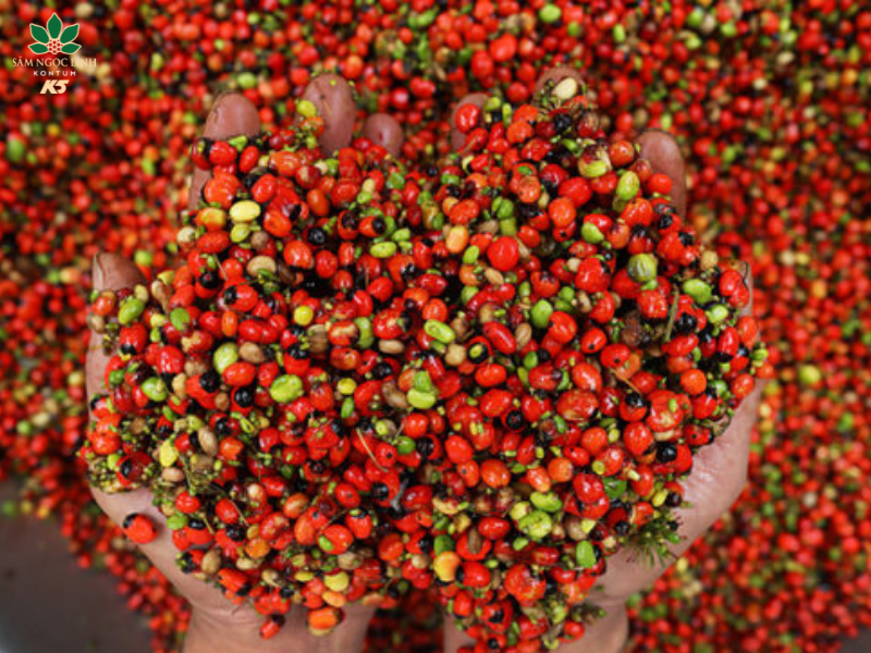 Hạt Sâm Ngọc Linh.