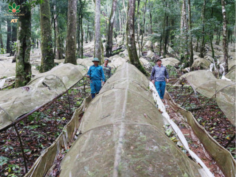  Vườn Sâm Ngọc Linh K5 hiện đang sở hữu số lượng Sâm Ngọc Linh lớn và vườn sâm rộng nhất Việt Nam.