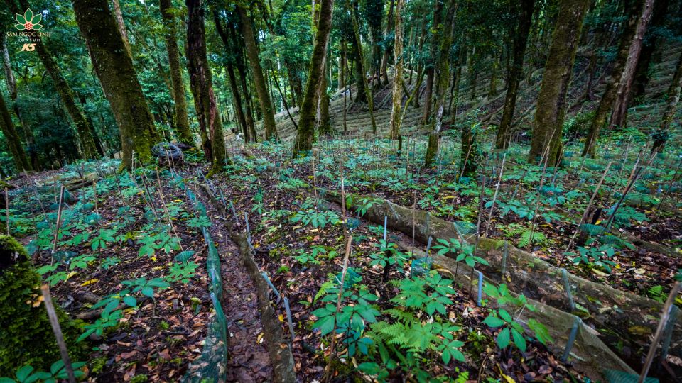 Môt số hình ảnh về vườn sâm K5.