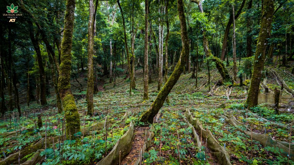 Môt số hình ảnh về vườn sâm K5.