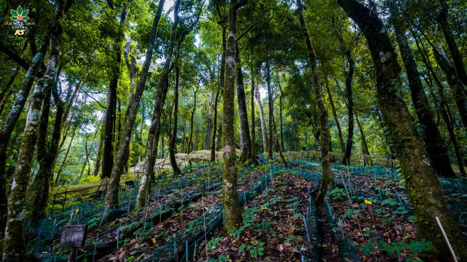 Hình ảnh vườn Sâm Ngọc Linh K5.