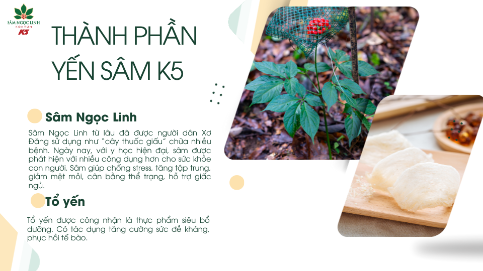 Thành phần của Yến Sâm K5 cho dân văn phòng.