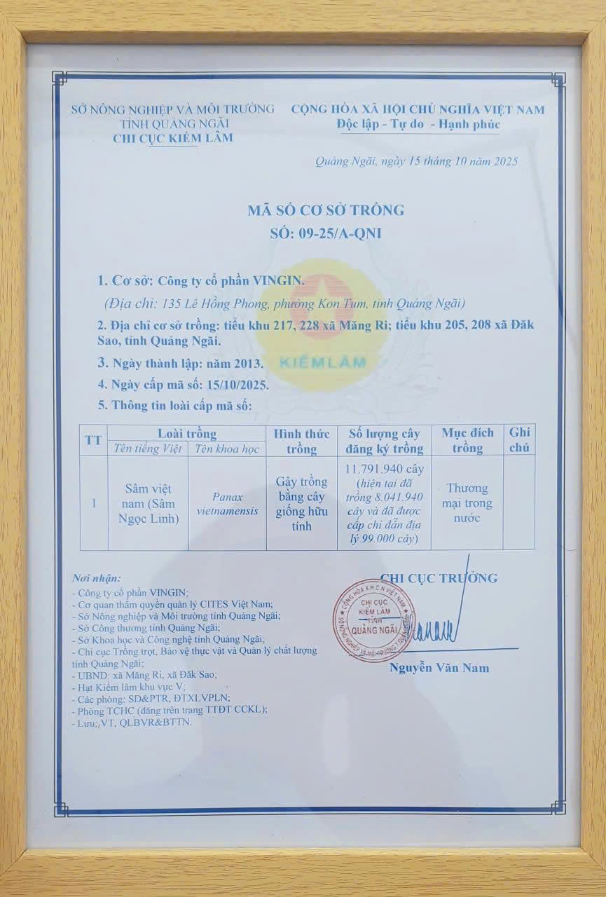 Chứng nhận mã số cơ sở trồng cho Sâm Ngọc Linh K5.