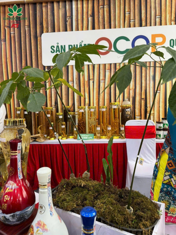 Củ sâm Ngọc Linh được trưng bày tại sự kiện.