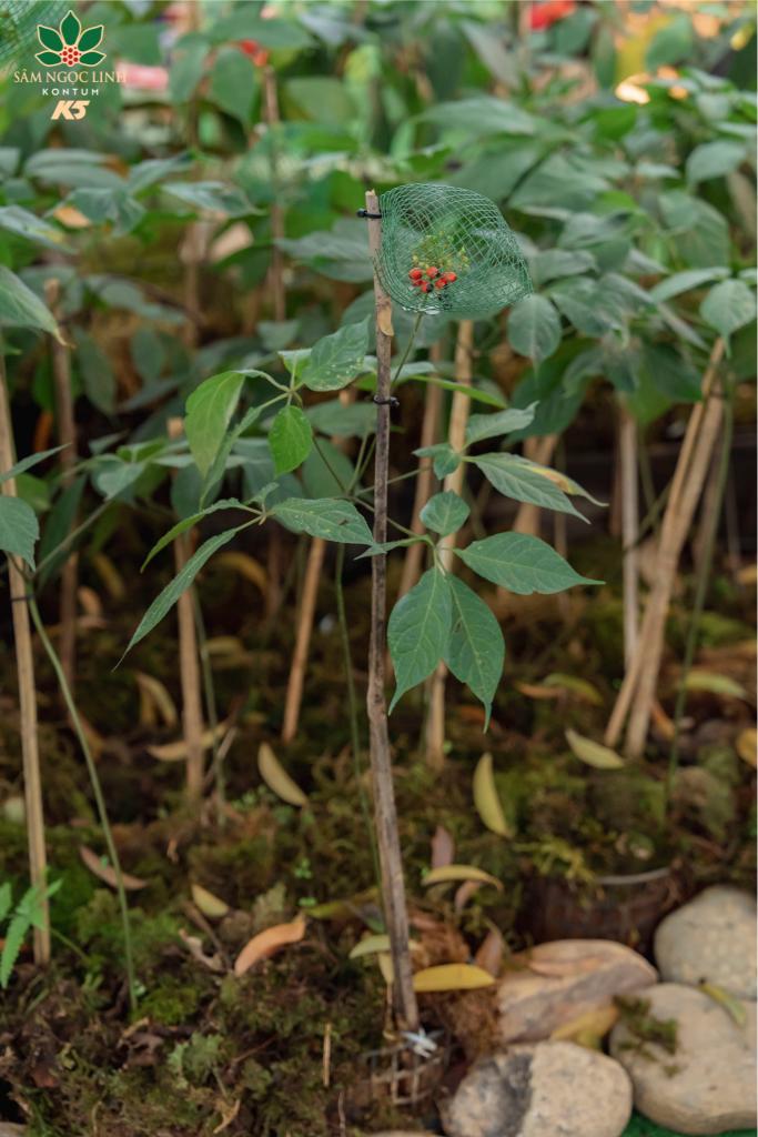 Hình ảnh cây sâm Ngọc Linh được giới thiệu tại Triển lãm.