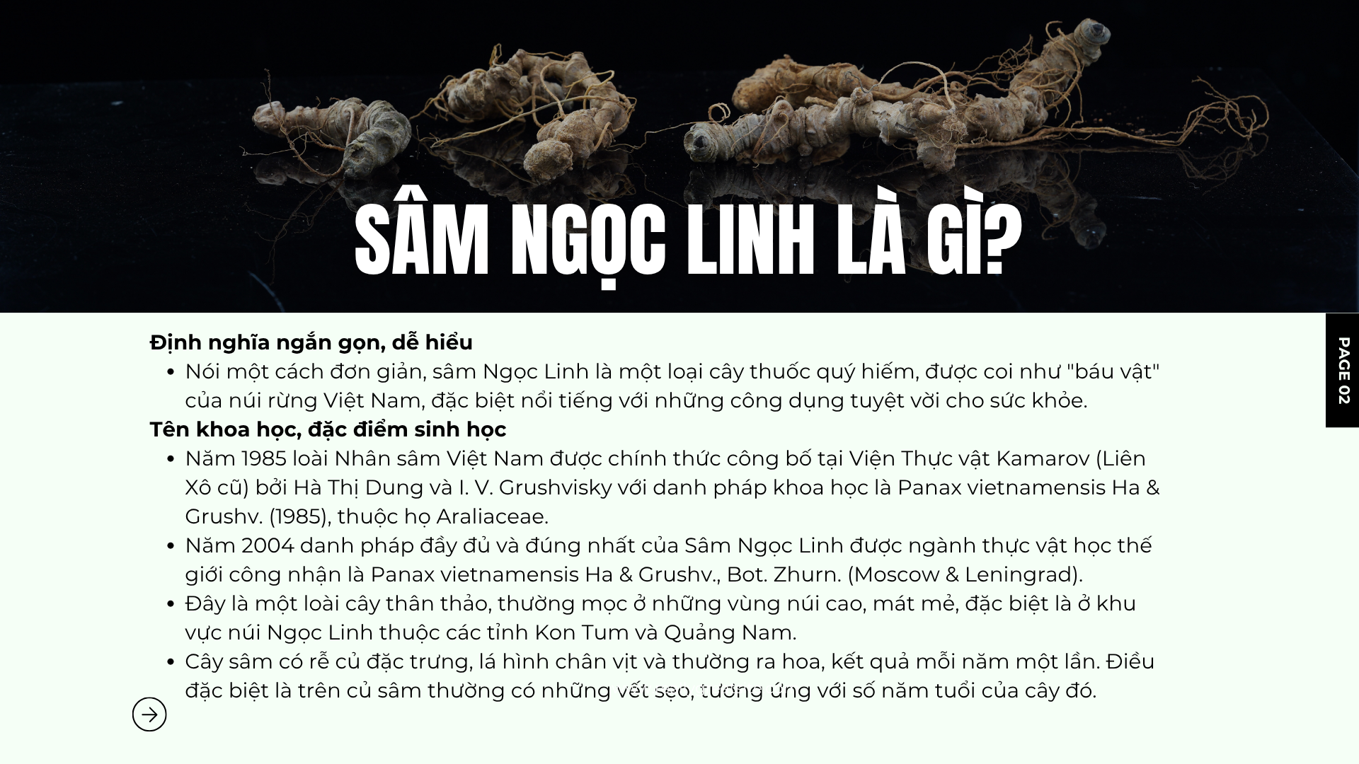 Sâm Ngọc LInh là gì